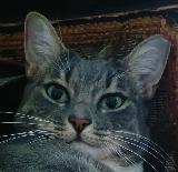 Dumitrus's Avatar